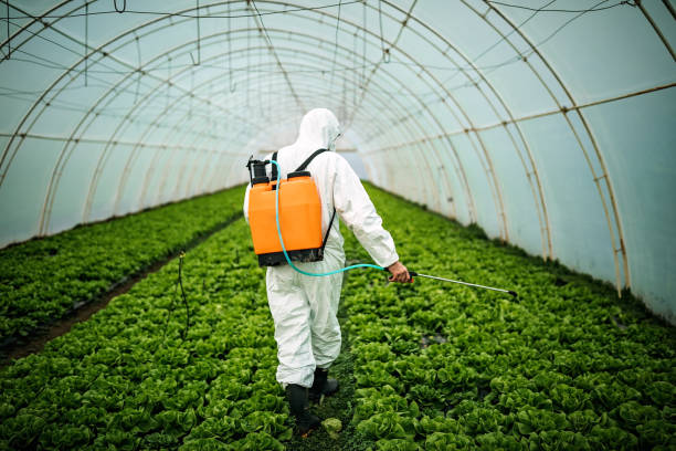 Best Ant Control Services  in Elmont, NY